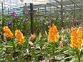 Chiang Mai P0017 Orchidees Sai Nam Phung